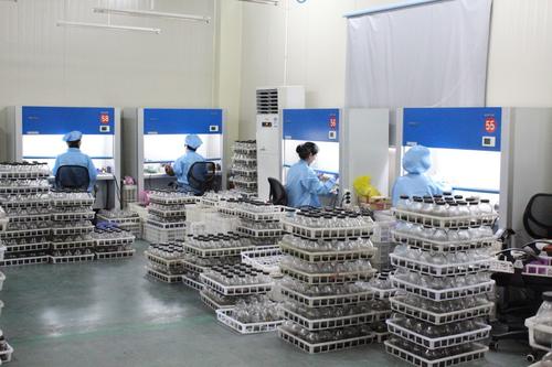 91香蕉APP下载室培养