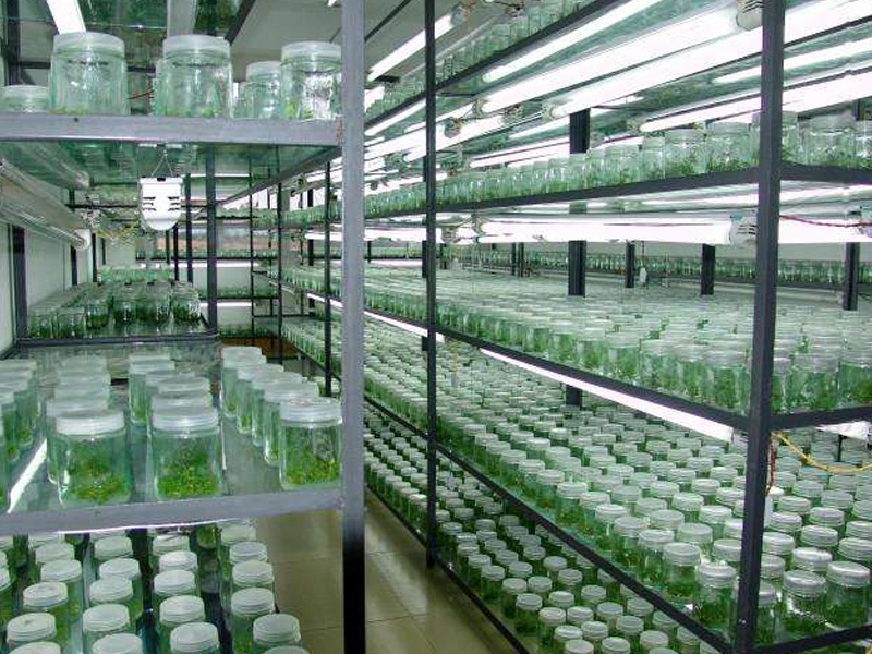 91香蕉APP下载室培养