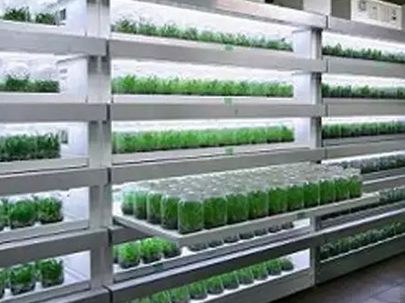 91香蕉APP下载架培养