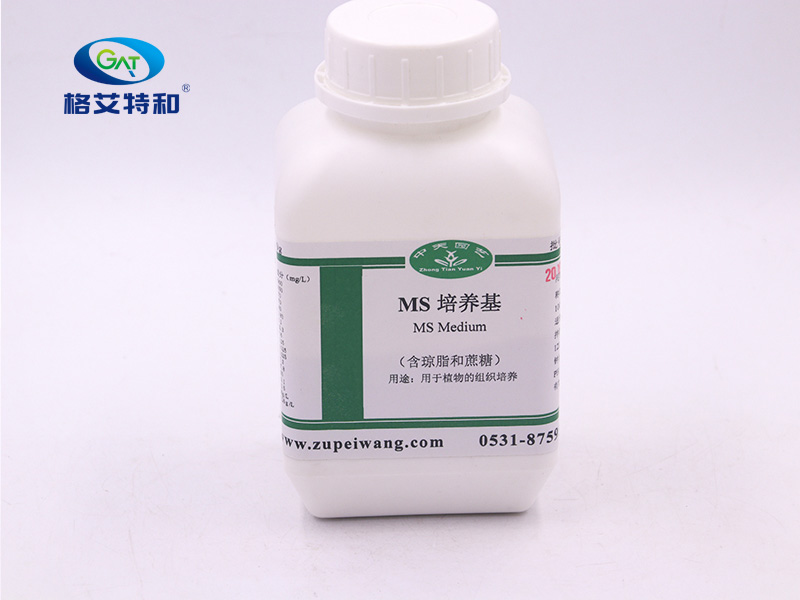 MS培养基(含琼脂和蔗糖