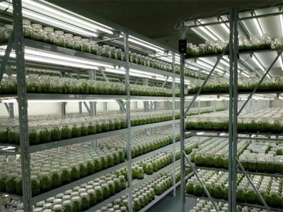 91香蕉APP下载设备