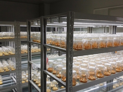 91香蕉APP下载实验室,植物组织培养