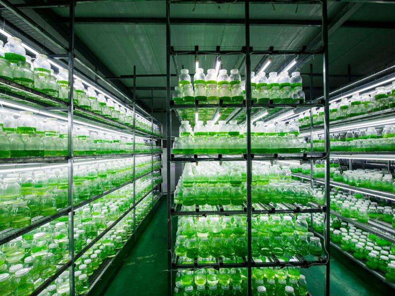 91香蕉APP下载工程4