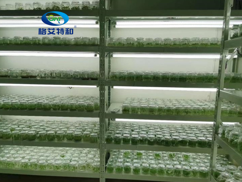 91香蕉APP下载架,培养架