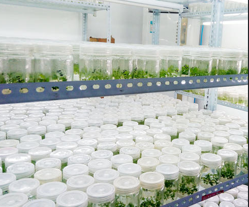 组织培养 组织培养