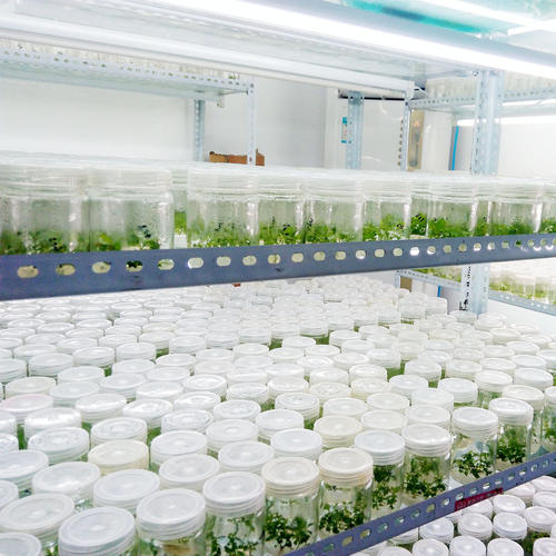 组织培养 组织培养