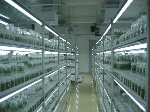 组织培养 组织培养