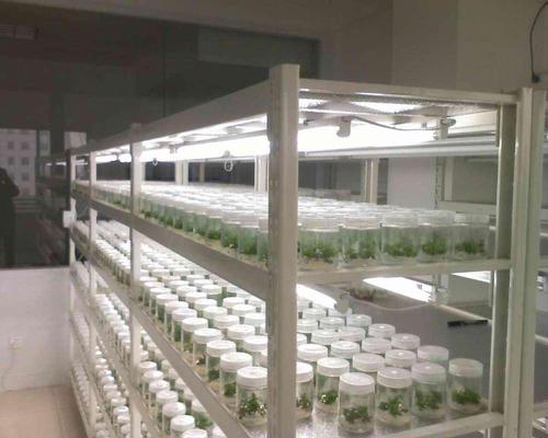 植物组织培养