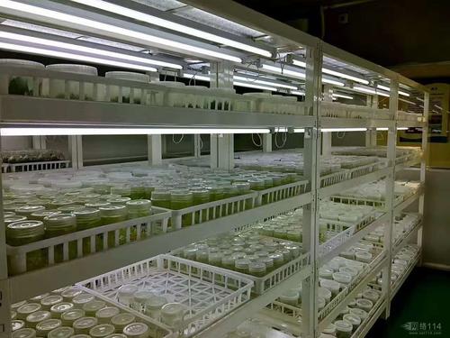 植物91香蕉APP下载中褐变的原因及其预防措施