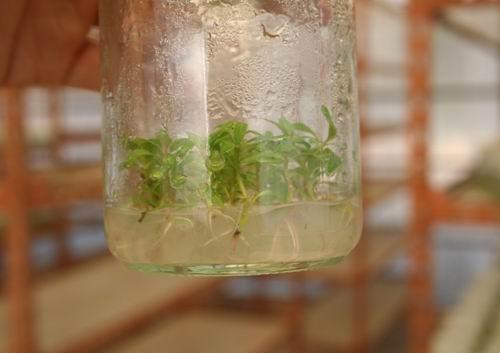 植物组织培养 植物组织培养