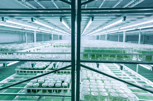 组织培养 组织培养