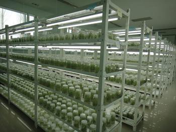 组织培养 组织培养