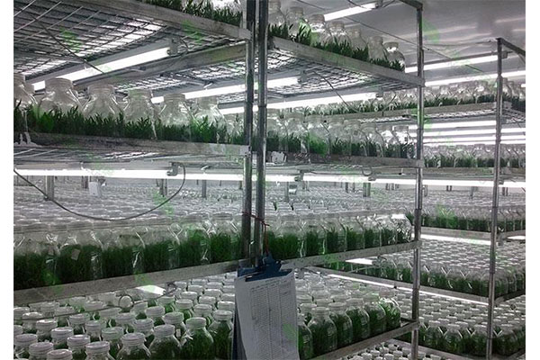 植物91香蕉APP下载室 植物91香蕉APP下载室