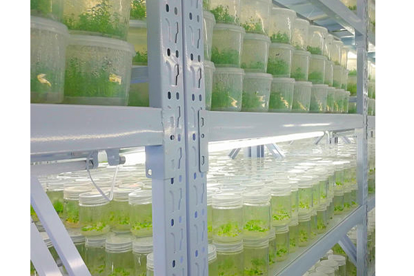 植物组织培养 植物组织培养