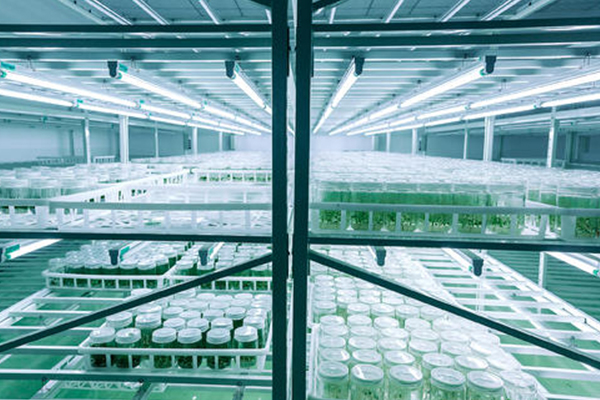 植物组织培养 植物组织培养