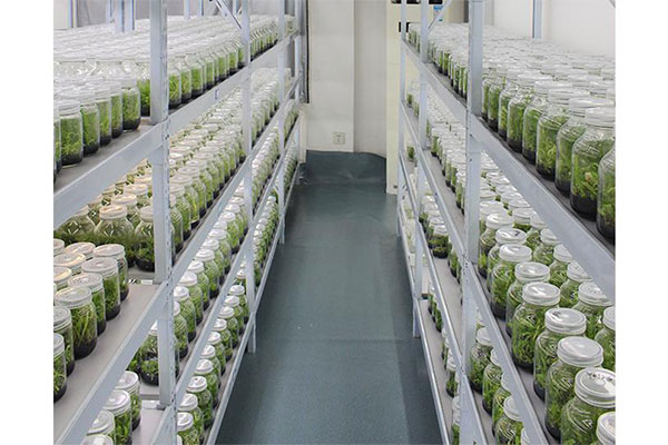 植物组织培养 植物组织培养