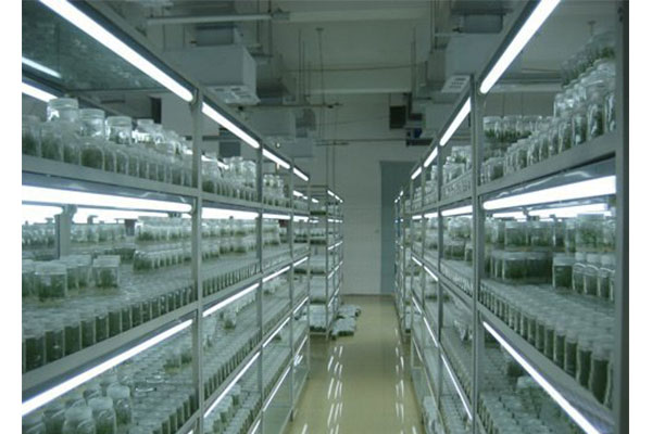 植物组织培养 植物组织培养