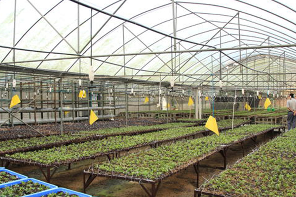 植物组织培养 植物组织培养