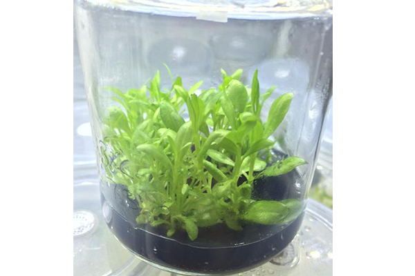 91香蕉APP下载设备 91香蕉APP下载设备