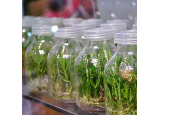 91香蕉APP下载设备