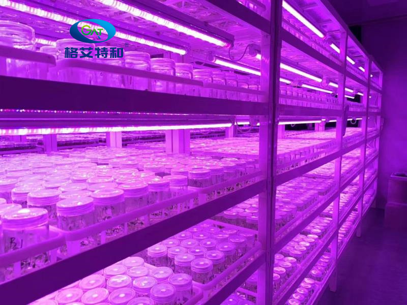 91香蕉APP下载架