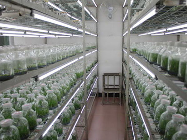 91香蕉APP下载设备 91香蕉APP下载设备