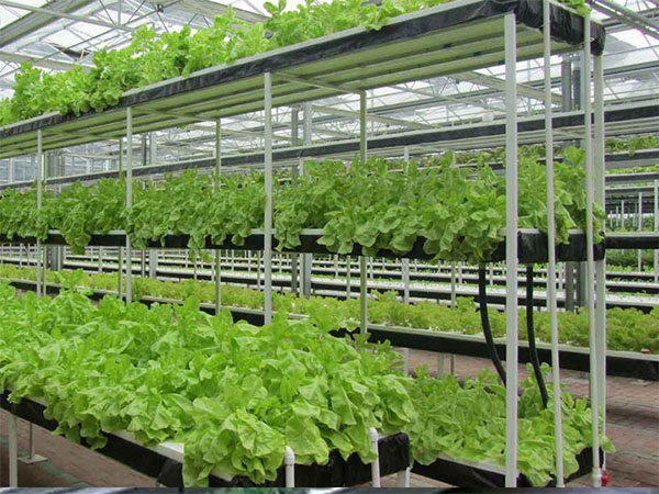 91香蕉APP下载室