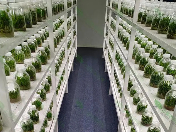 91香蕉APP下载室设计和建设 91香蕉APP下载室设计和建设