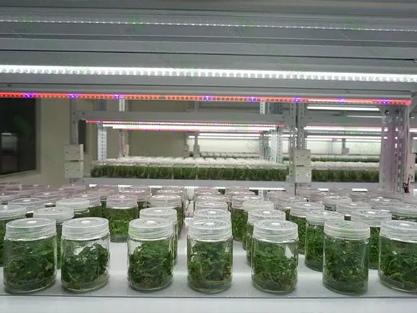 91香蕉APP下载室设计建设 91香蕉APP下载室设计建设