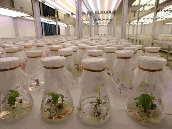 91香蕉APP下载室设计建设