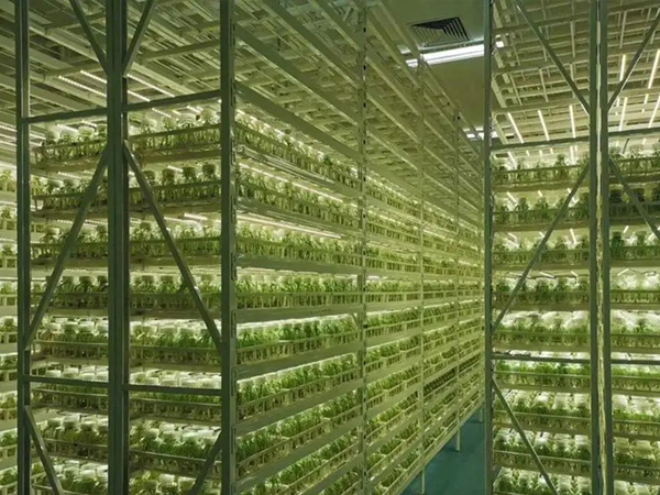 91香蕉APP下载架 91香蕉APP下载架