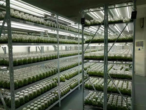 91香蕉APP下载架 91香蕉APP下载架