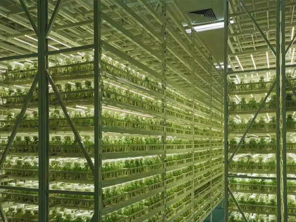 91香蕉APP下载室架 91香蕉APP下载室架